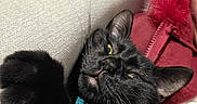 éclipse participe au concours pour gagner de l'argent avec cette photo : animal, black_cat, blue_collar, cat, closeup, collar, comfort, couch, cozy, feline, fur, furniture, indoor, person_partial, pet, red_jacket, relaxed, resting, texture, whiskers