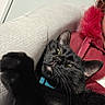 animal, black_cat, blue_collar, cat, closeup, collar, comfort, couch, cozy, feline, fur, furniture, indoor, person_partial, pet, red_jacket, relaxed, resting, texture, whiskers