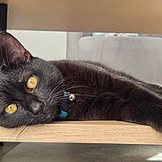éclipse participe au concours pour gagner de l'argent avec cette photo : black_cat, cat, yellow_eyes, relaxed, lying_down, wooden_shelf, indoor, pet, feline, animal, collar, domestic_cat, home, cozy, stretching, fur, whiskers, ears, portrait, resting