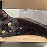black_cat, cat, yellow_eyes, relaxed, lying_down, wooden_shelf, indoor, pet, feline, animal, collar, domestic_cat, home, cozy, stretching, fur, whiskers, ears, portrait, resting