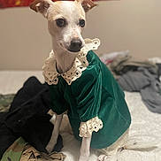 Pearl is registered to the contest to win money with this photo: dog, pet, clothing, costume, bed, fabric, lace, green, white, indoor, furniture, animal, portrait, sitting, cute, small_dog, fur, ears, eyes, nose