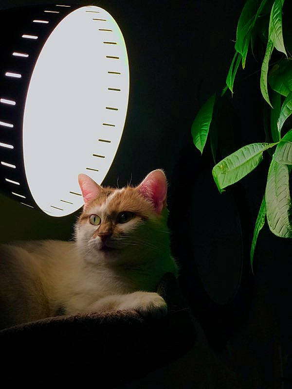 Moune participe au concours pour gagner de l'argent avec cette photo : art, carnivore, cat, circle, domestic_short_haired_cat, fawn, felidae, fur, musical_instrument, paw, room, small_to_medium_sized_cats, snout, still_life_photography, tail, whiskers, window, wood