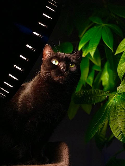 Kiki participe au concours pour gagner de l'argent avec cette photo : black_cat, carnivore, cat, darkness, domestic_short_haired_cat, felidae, grass, night, organism, plant, shadow, small_to_medium_sized_cats, street_light, tail, terrestrial_animal, terrestrial_plant, tints_and_shades, whiskers, window, wood