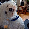 dog, white_dog, fluffy, curly_fur, pet, animal, head_tilt, blue_harness, indoors, living_room, wooden_floor, furniture, table, chair, window, plants, sunlight, rug, portrait, cute