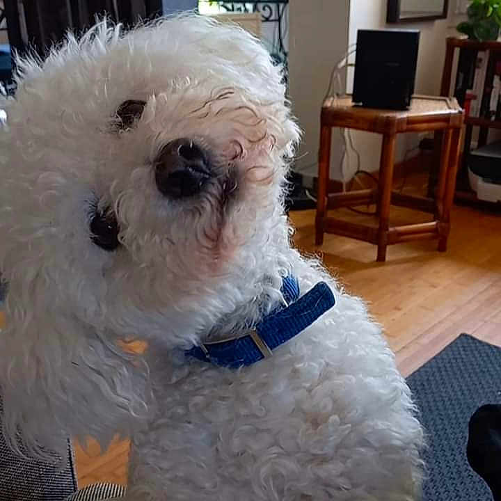 Hold Up participe au concours pour gagner de l'argent avec cette photo : dog, white_dog, fluffy, curly_fur, pet, animal, head_tilt, blue_harness, indoors, living_room, wooden_floor, furniture, table, chair, window, plants, sunlight, rug, portrait, cute
