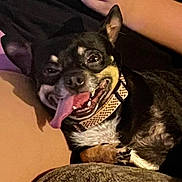 Snaps is registered to the contest to win money with this photo: dog, tongue_out, smiling, pet, collar, black_fur, white_fur, brown_fur, close_up, cute, animal, indoor, relaxed, paw, canine, companion, resting, happy, fur, muzzle