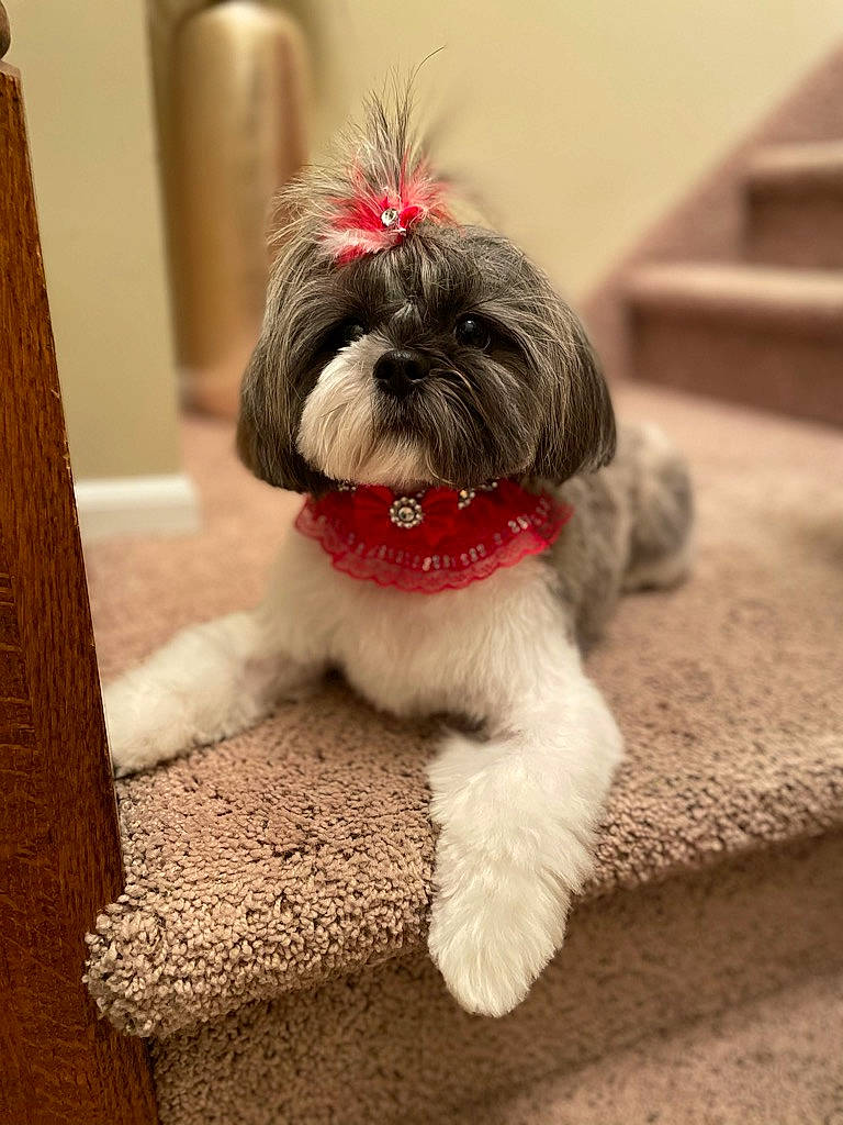Francesca joined the competition — help win amazing prizes! canidae, carnivore, companion_dog, dog, dog_breed, dog_collar, dog_supply, fawn, fur, liver, maltepoo, pet_supply, shih_tzu, small_terrier, snout, sporting_group, terrier, toy_dog, wood, working_animal
