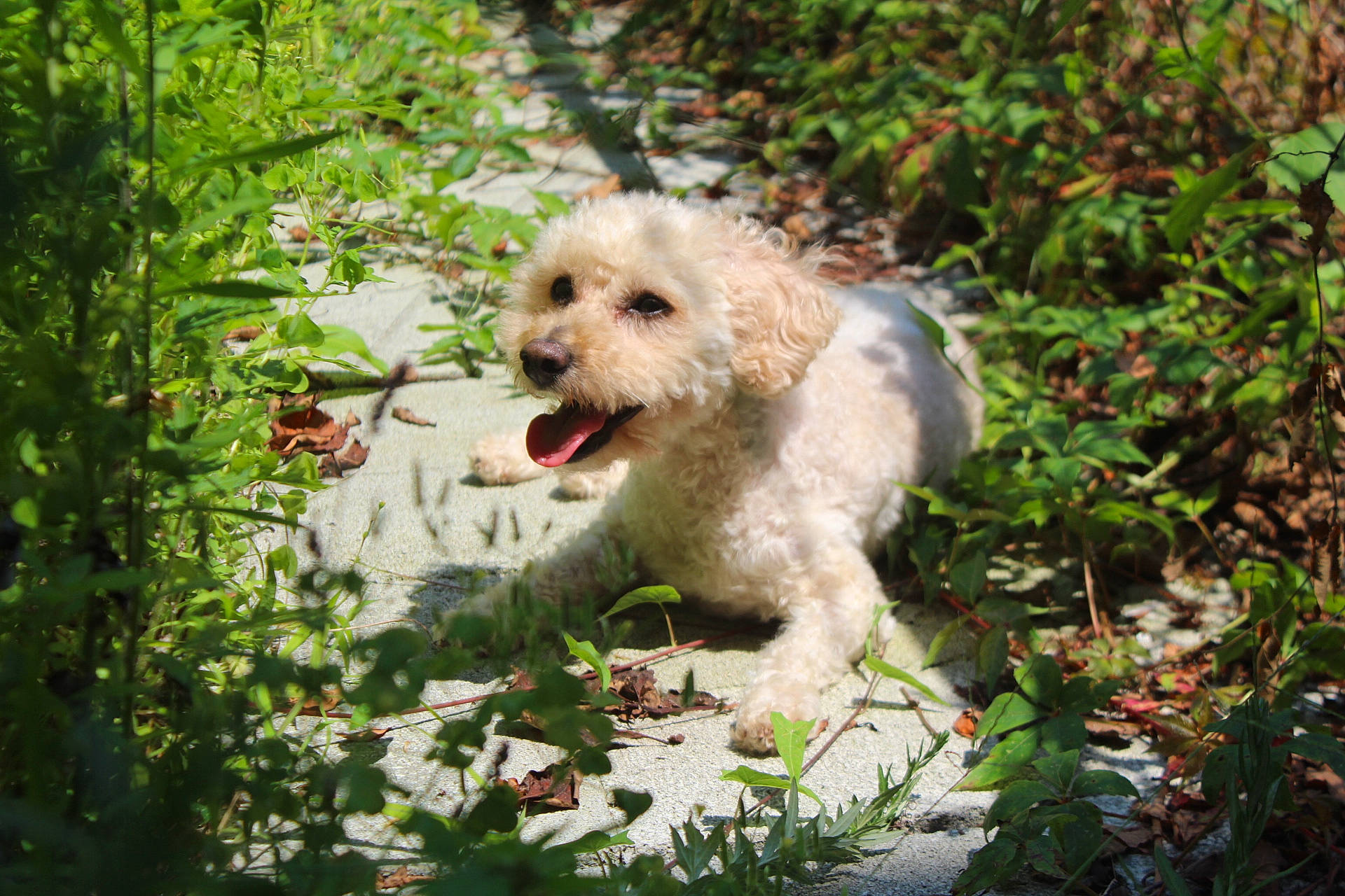 Bay is registered to the contest to win money with this photo: canidae, carnivore, cockapoo, companion_dog, dog, dog_breed, grass, groundcover, labradoodle, maltepoo, plant, poodle, poodle_crossbreed, shih_poo, shrub, small_terrier, terrestrial_plant, terrier, toy_dog, water_dog