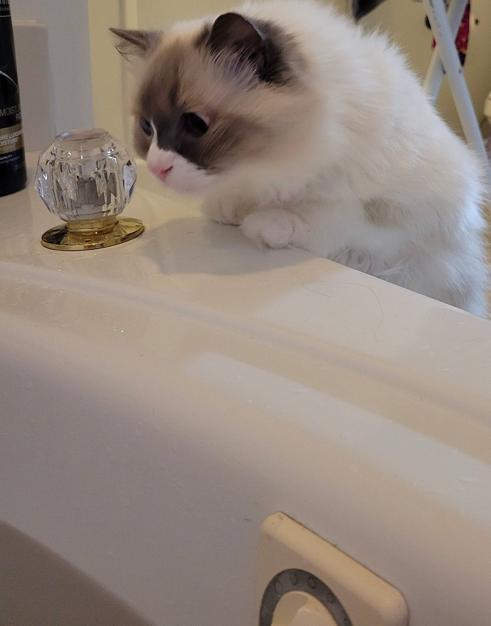 Idli joined the competition — help win amazing prizes! carnivore, cat, claw, companion_dog, drinkware, fawn, felidae, flooring, fur, glass, hood, paw, ragdoll, serveware, small_to_medium_sized_cats, snout, tableware, tail, whiskers, white