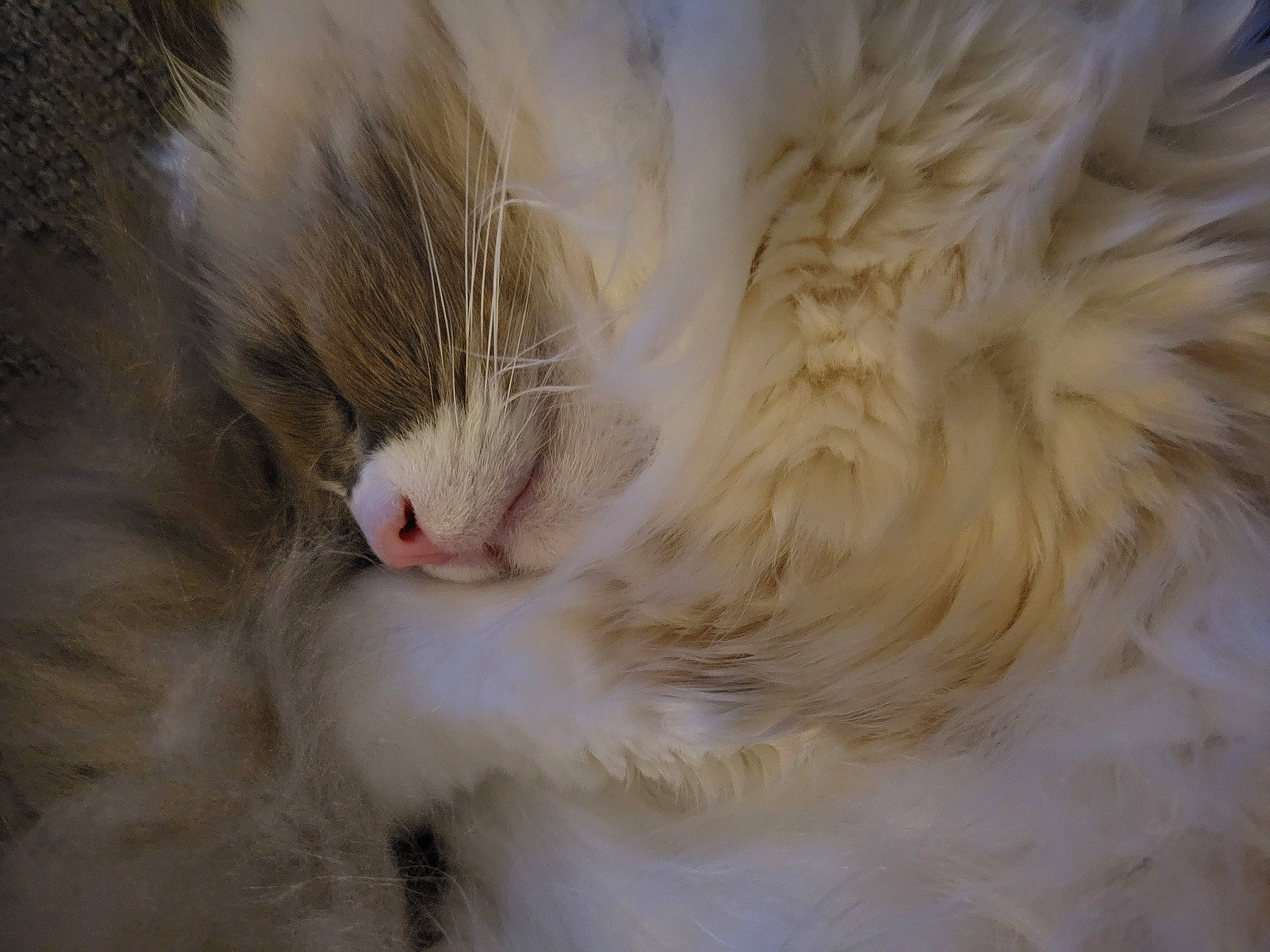 Idli is registered to the contest to win money with this photo: carnivore, cat, claw, comfort, domestic_short_haired_cat, eye, fawn, feather, felidae, fur, hair, head, human_body, nap, paw, small_to_medium_sized_cats, snout, tail, terrestrial_animal, whiskers