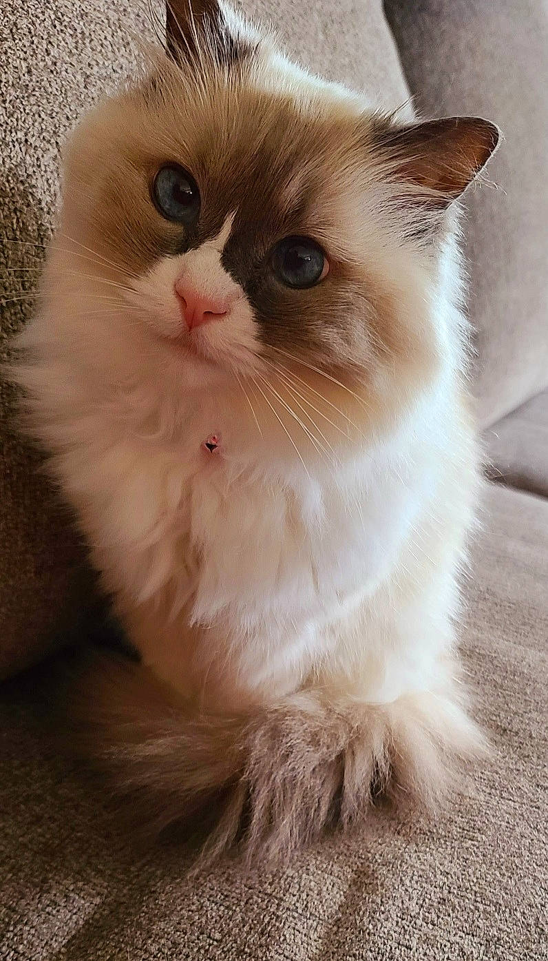 Idli joined the competition — help win amazing prizes! british_longhair, carnivore, cat, close_up, fawn, felidae, fur, paw, ragdoll, small_to_medium_sized_cats, snout, tail, terrestrial_animal, whiskers
