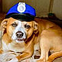 Buddy is registered to the contest to win money with this photo: animal, blue_hat, brown_fur, canine, closeup, cute, dog, domestic, ears, expression, face, indoor, lying_down, mouth, nose, pet, police_hat, portrait, resting, white_fur
