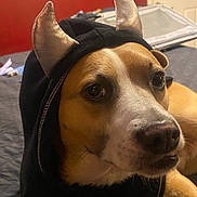 Buddy joined the competition — help win amazing prizes! animal, bed, brown_and_white, canine, casual, costume, cozy, cute, devil_horns, dog, face, fur, hoodie, household, indoor, lying_down, mischievous, pet, portrait, red_wall