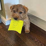Mia a rejoint le concours — aidez-le/la à gagner de superbes lots ! animal, brown_fur, canine, cute, dog, doorframe, floor, fur, handwritten, indoor, mouth, note, pet, puppy, scruffy, small_dog, standing, wall, wooden_floor, yellow_paper
