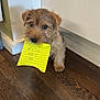 animal, brown_fur, canine, cute, dog, doorframe, floor, fur, handwritten, indoor, mouth, note, pet, puppy, scruffy, small_dog, standing, wall, wooden_floor, yellow_paper