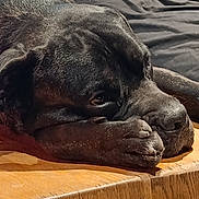 Volt participe au concours pour gagner de l'argent avec cette photo : dog, black_dog, resting, table, wooden_table, paw, close_up, pet, sleepy, indoor, animal, canine, fur, face, expression, relaxed, laying_down, domestic_animal, portrait, quiet