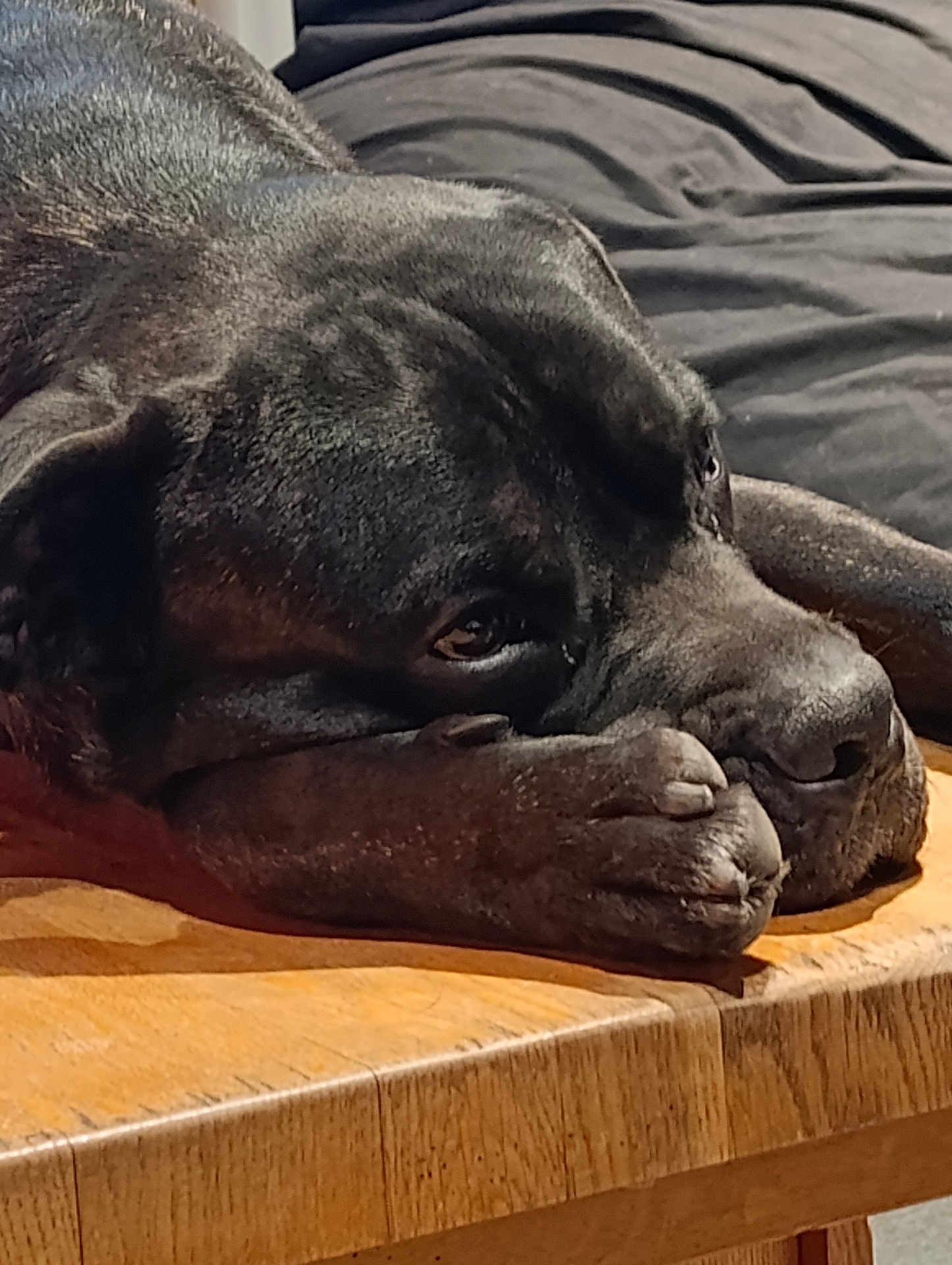 Volt participe au concours pour gagner de l'argent avec cette photo : dog, black_dog, resting, table, wooden_table, paw, close_up, pet, sleepy, indoor, animal, canine, fur, face, expression, relaxed, laying_down, domestic_animal, portrait, quiet