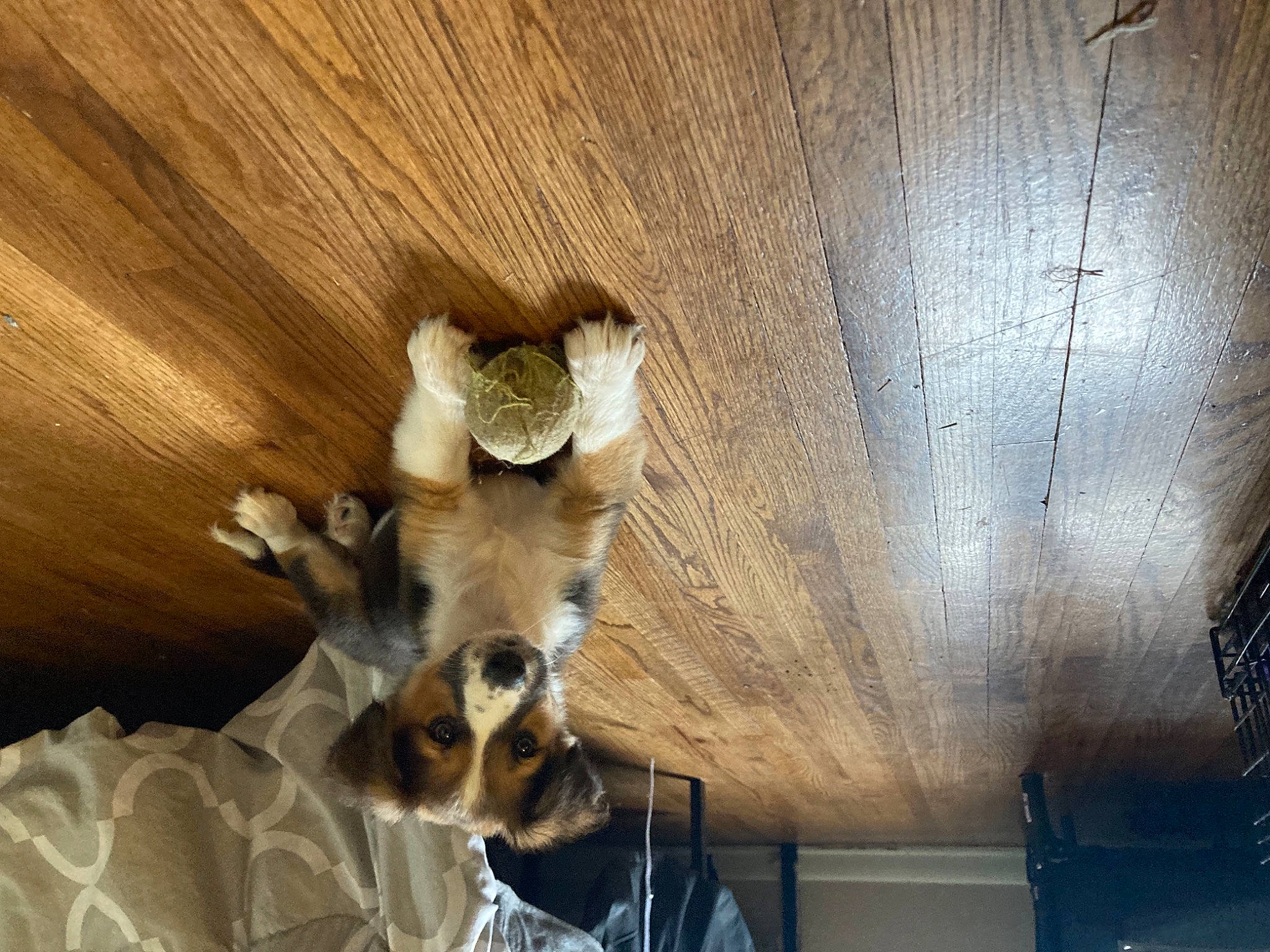 Piper is registered to the contest to win money with this photo: canidae, carnivore, companion_dog, dog, dog_breed, door, fawn, felidae, flooring, fur, hardwood, linens, small_to_medium_sized_cats, sporting_group, tail, terrestrial_animal, toy, whiskers, wood, working_animal