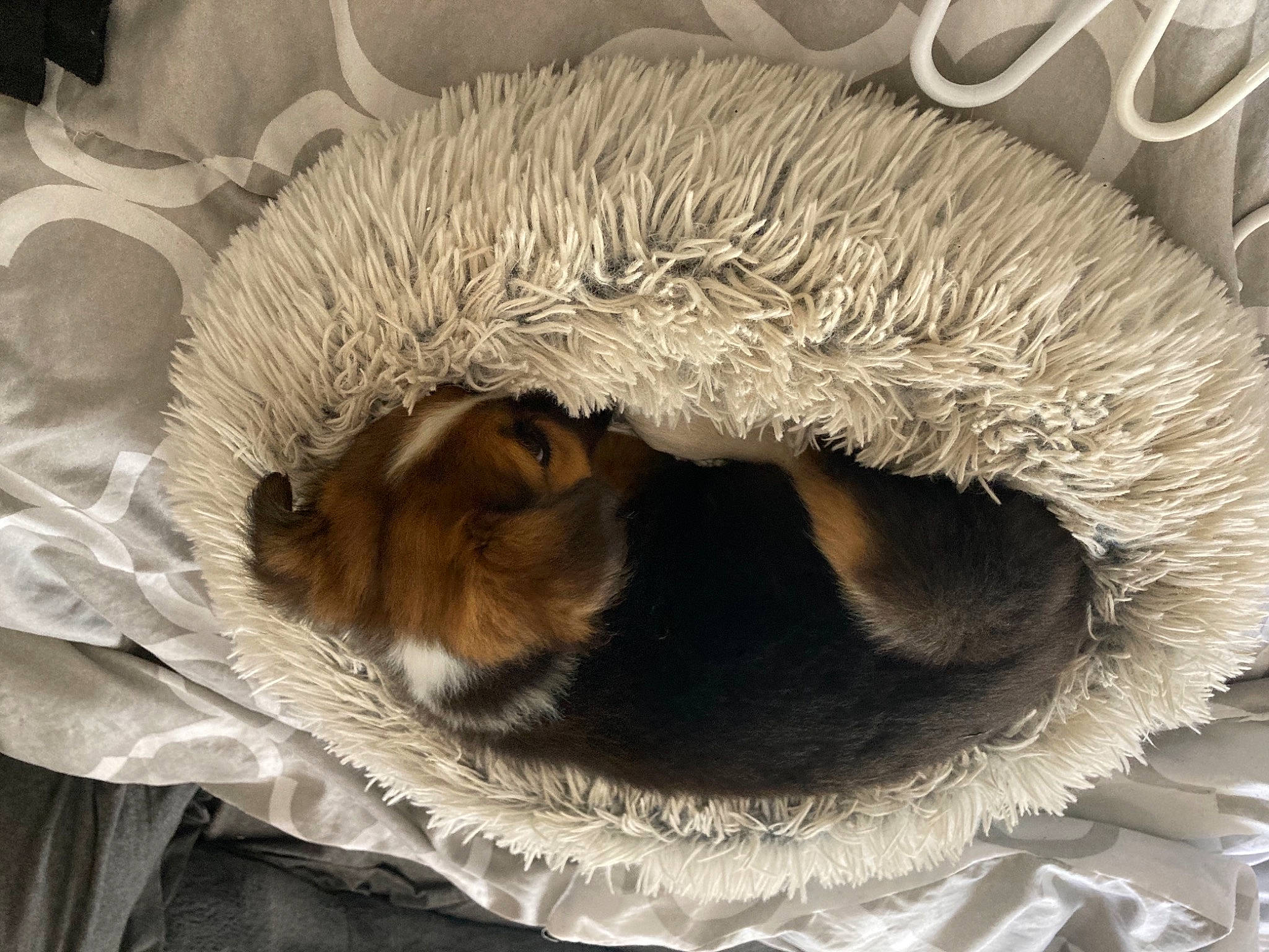 Piper joined the competition — help win amazing prizes! canidae, carnivore, cat, cat_bed, cat_supply, comfort, companion_dog, dog_breed, fawn, felidae, fur, linens, mammal, small_to_medium_sized_cats, snout, sporting_group, tail, toy, vertebrate, whiskers