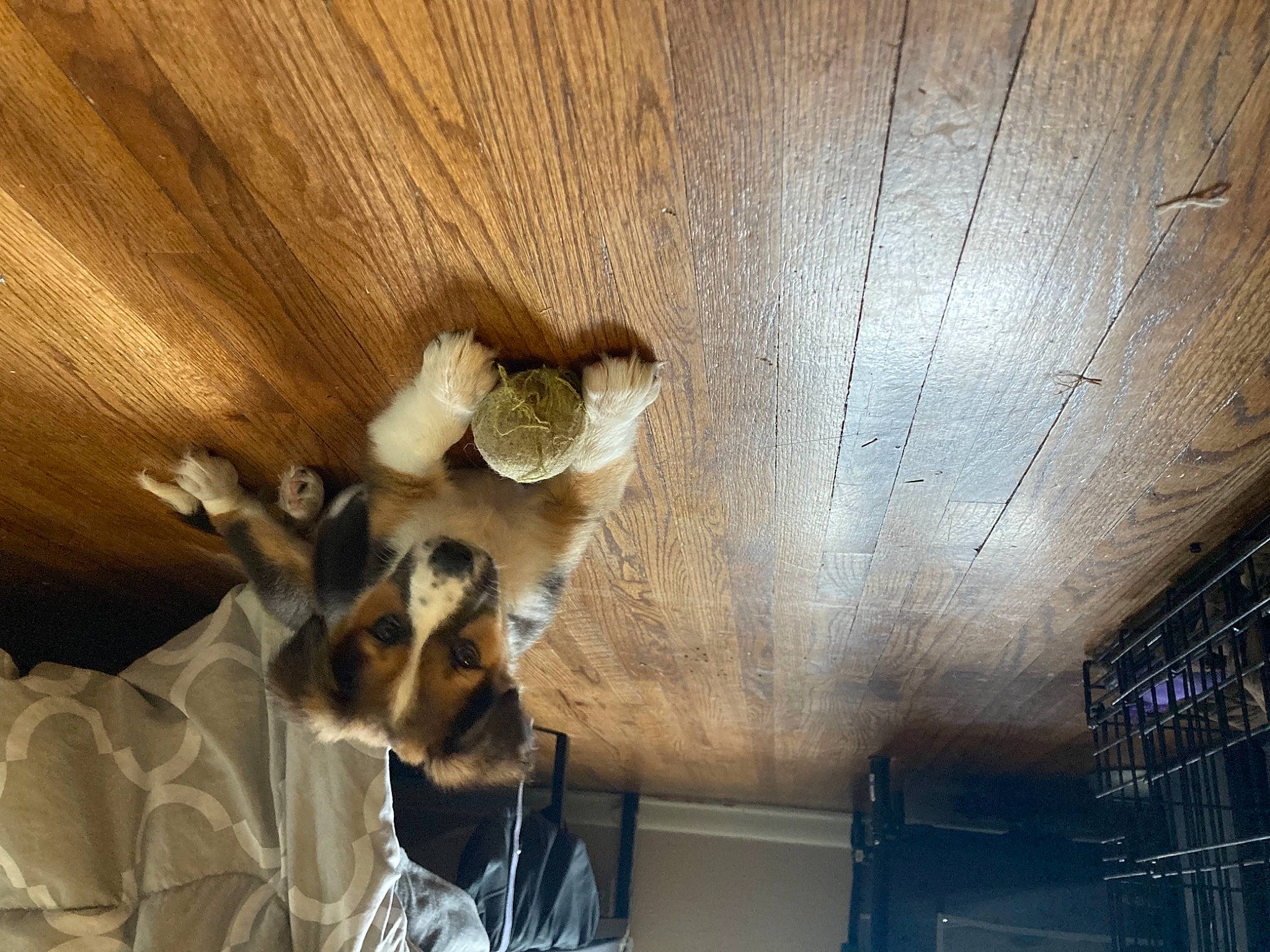 Piper joined the competition — help win amazing prizes! canidae, carnivore, ceiling, comfort, companion_dog, dog, dog_breed, eyewear, fawn, felidae, flooring, fur, hardwood, mechanical_fan, room, sporting_group, tail, toy_dog, whiskers, wood