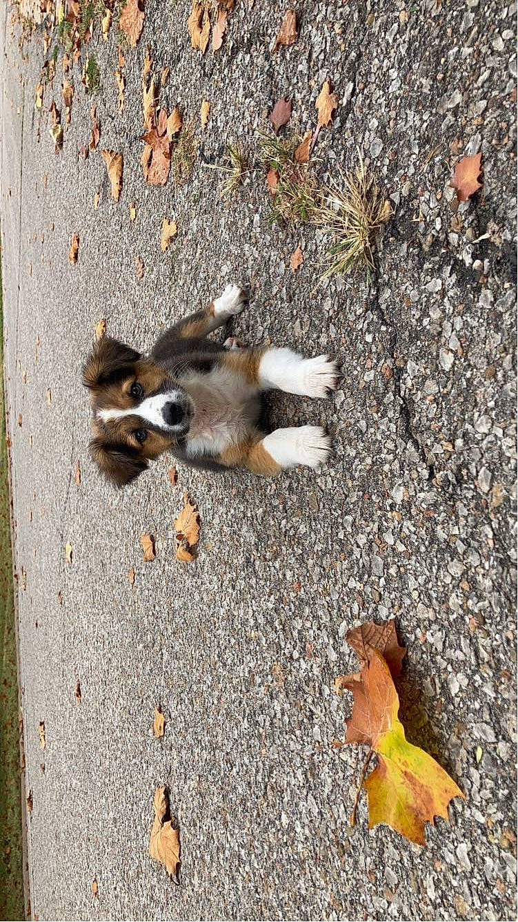 Piper joined the competition — help win amazing prizes! asphalt, concrete, dog, fawn, fur, grass, road, road_surface, rock, sand, shadow, sidewalk, soil, tar, wood