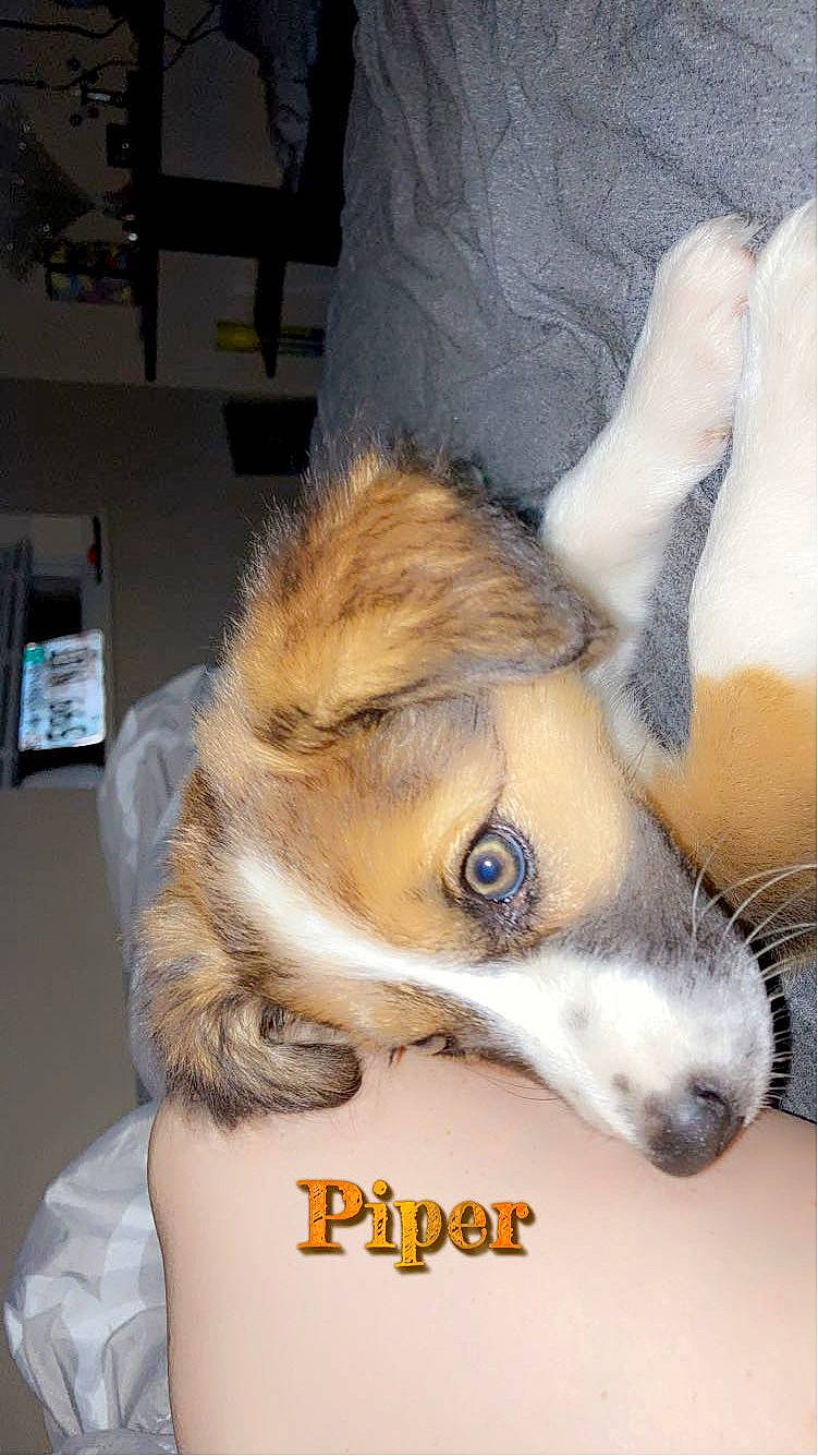 Piper joined the competition — help win amazing prizes! canidae, carnivore, comfort, companion_dog, dog, dog_breed, ear, fawn, fur, non_sporting_group, paw, shelf, snout, sporting_group, terrestrial_animal, whiskers, working_animal