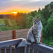 Willford is registered to the contest to win money with this photo: animal, calm, cat, domestic_cat, evening, fence, fluffy, fur, greenery, majestic, nature, outdoor, peaceful, pet, portrait, sitting, sky, sunset, tree, wooden_railing