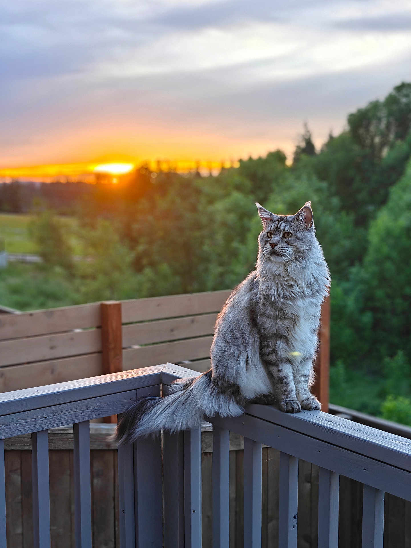 Willford is registered to the contest to win money with this photo: animal, calm, cat, domestic_cat, evening, fence, fluffy, fur, greenery, majestic, nature, outdoor, peaceful, pet, portrait, sitting, sky, sunset, tree, wooden_railing
