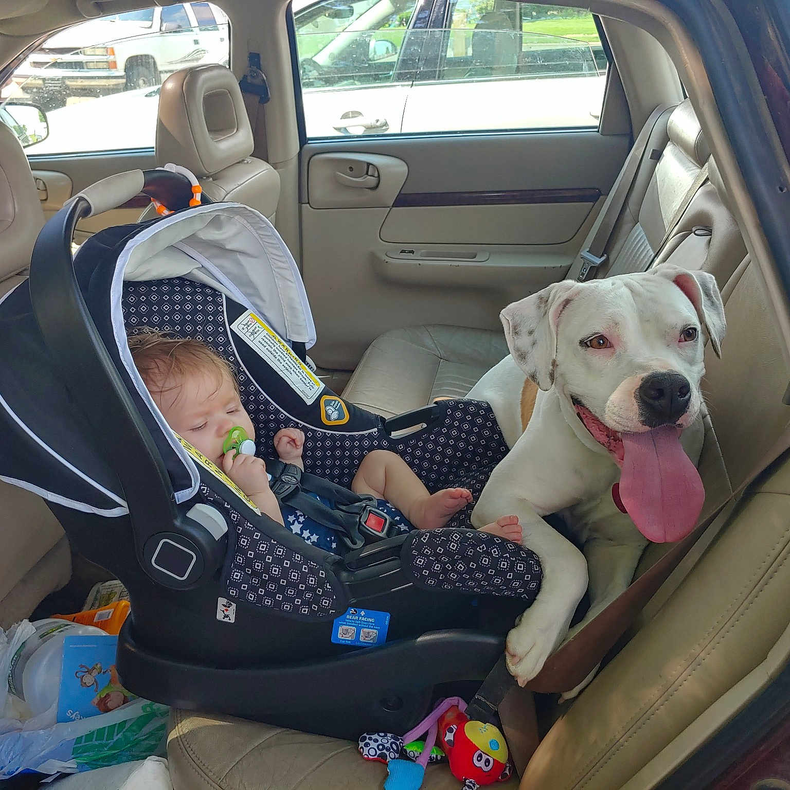 Jenny joined the competition — help win amazing prizes! canidae, car, car_seat, car_seat_cover, companion_dog, dog, family_car, non_sporting_group, seat_belt, sporting_group, vehicle, vehicle_door