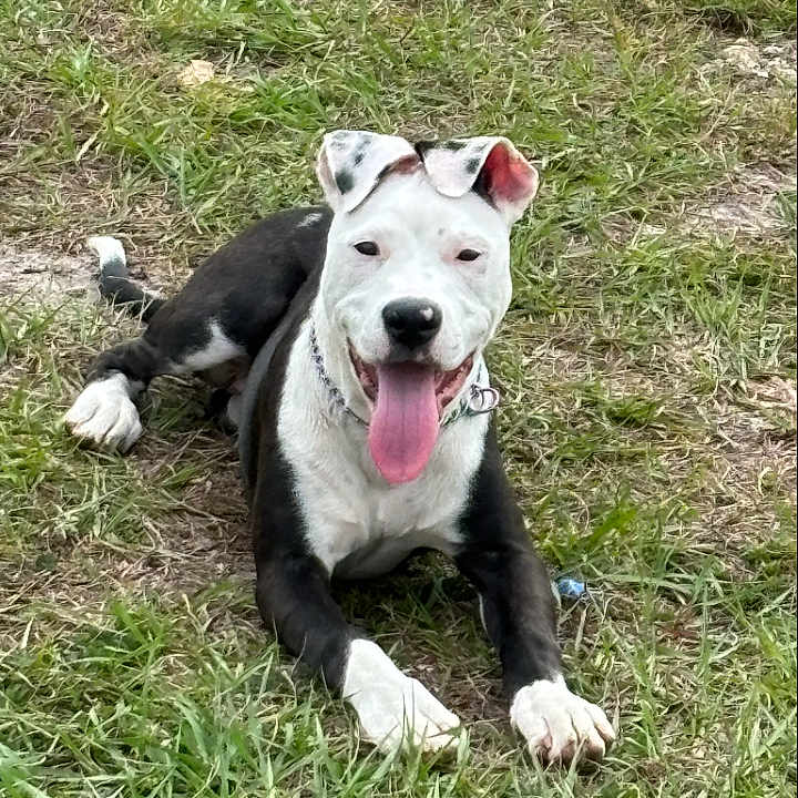 Nova is registered to the contest to win money with this photo: animal, black_and_white, canine, collar, daylight, dog, ears_up, fur, grass, happy, lying_down, muzzle, nature, outdoor, paw, pet, playful, smiling, tongue, tongue_out