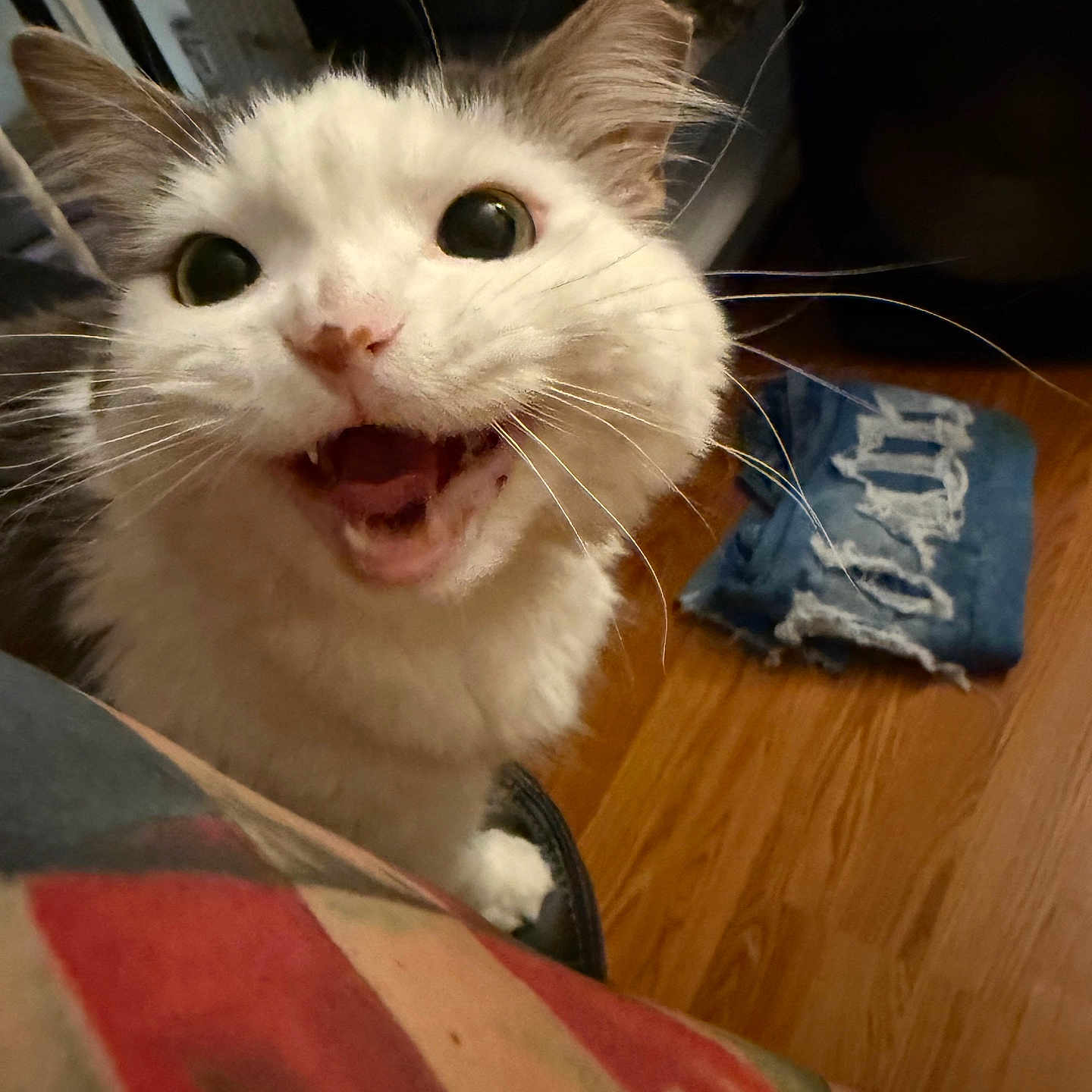 Penelope Mae is registered to the contest to win money with this photo: animal, arm, cat, close_up, cute, denim, domestic, expression, fabric, feline, happy, indoor, meowing, pet, portrait, tattoo, whiskers, white_cat, wide_eyes, wooden_floor