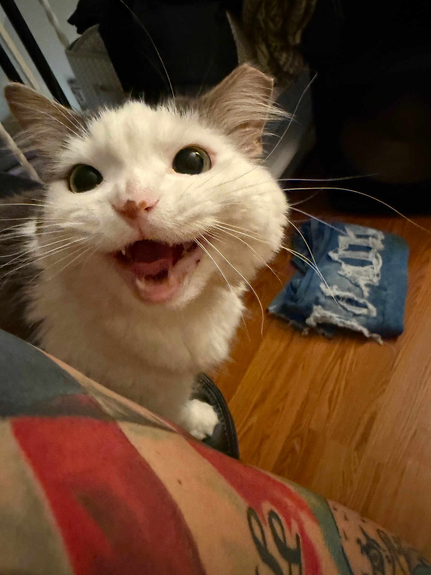 Penelope Mae is registered to the contest to win money with this photo: cat, white_cat, close_up, wide_eyes, meowing, whiskers, indoor, wooden_floor, denim, fabric, tattoo, arm, feline, pet, cute, happy, portrait, animal, expression, domestic
