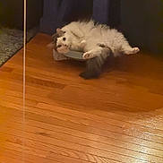 Penelope Mae joined the competition — help win amazing prizes! cat, fluffy, relaxed, indoor, wood_floor, pet, feline, fur, curious, cozy, home, scratcher, bed, animal, whiskers, ears, tail, resting, looking, domestic