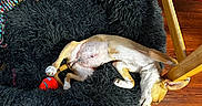 Peaches joined the competition — help win amazing prizes! dog, puppy, sleeping, lying_down, upside_down, small_dog, white_and_tan, pet_bed, shaggy_bed, plush_toy, bird_toy, red_toy, indoor, hardwood_floor, wooden_chair, chair_legs, cozy, relaxed, funny_pose, pet