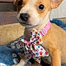 Peaches is registered to the contest to win money with this photo: puppy, dog, canine, pet, portrait, floral_bow_tie, pink_collar, wide_eyed, cute, small_dog, brown_and_white, sitting, indoor, blanket, furniture, adoption, smartphone_screenshot, webpage, close_up, animal