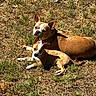 Peaches joined the competition — help win amazing prizes! dog, dogs, puppy, adult_dog, french_bulldog, mixed_breed, outdoor, grass, lawn, sunlight, lying_down, sitting, pet, animal, canine, brown_and_white, floppy_ears, upright_ears, collar, portrait