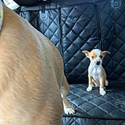 Peaches is registered to the contest to win money with this photo: puppy, dog, large_dog, small_dog, car, car_interior, back_seat, pet, sitting, standing, white_and_brown, short_hair, animal, road_trip, vehicle, leather_seat, quilted_seat, portrait, indoors, funny_pose