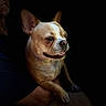dog, portrait, pet, animal, small_dog, short_hair, brown_and_white, upright_ears, open_mouth, smiling, teeth, nose, eyes, close_up, dramatic_lighting, dark_background, being_held, human, indoor, photography