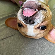 Sammi joined the competition — help win amazing prizes! dog, puppy, upside_down, close_up, tongue, teeth, smiling, happy, playful, floppy_ears, nose, whiskers, brown_and_white, pet, couch, indoor, portrait, funny, lying_down, photography