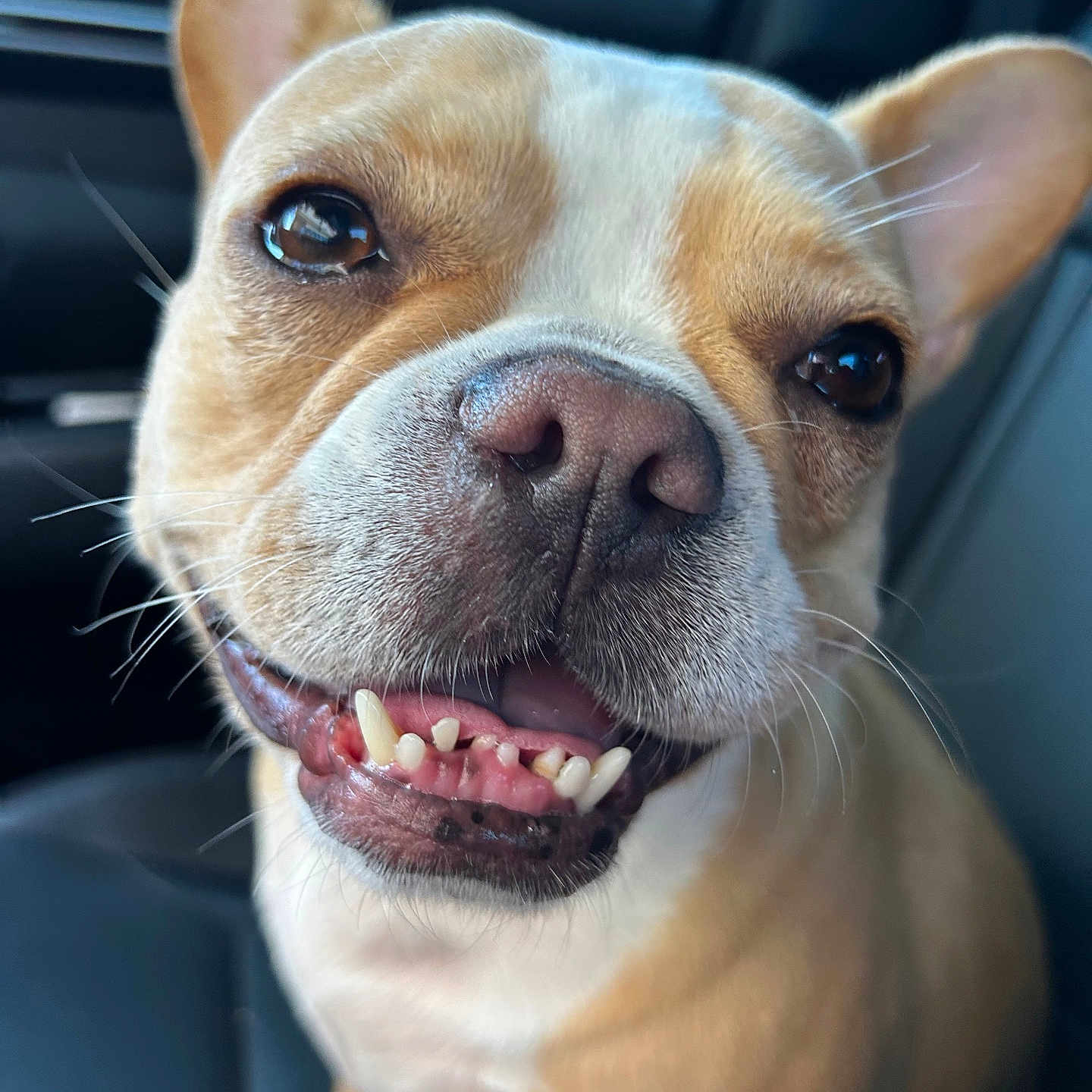 Sammi