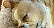 Sammi is registered to the contest to win money with this photo: dog, sleeping, puppy, pet, animal, close_up, portrait, fluffy_bed, dog_bed, cozy, indoors, brown_and_white, short_fur, large_ears, closed_eyes, snout, nose, relaxed, nap, home_decor
