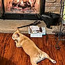 dog, french_bulldog, pet, lying_down, relaxed, sleeping, fireplace, fire, hearth, wood_floor, indoor, home, newspaper, basket, stone_wall, metal_screen, warm_lighting, tan_coat, paws, funny_pose