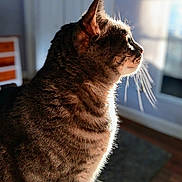 Zoey joined the competition — help win amazing prizes! animal, cat, closeup, cozy, daylight, domestic, feline, fur, home, indoor, looking_out, pet, profile, relaxed, side_view, striped, sunlight, tabby, whiskers, window