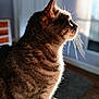 animal, cat, closeup, cozy, daylight, domestic, feline, fur, home, indoor, looking_out, pet, profile, relaxed, side_view, striped, sunlight, tabby, whiskers, window