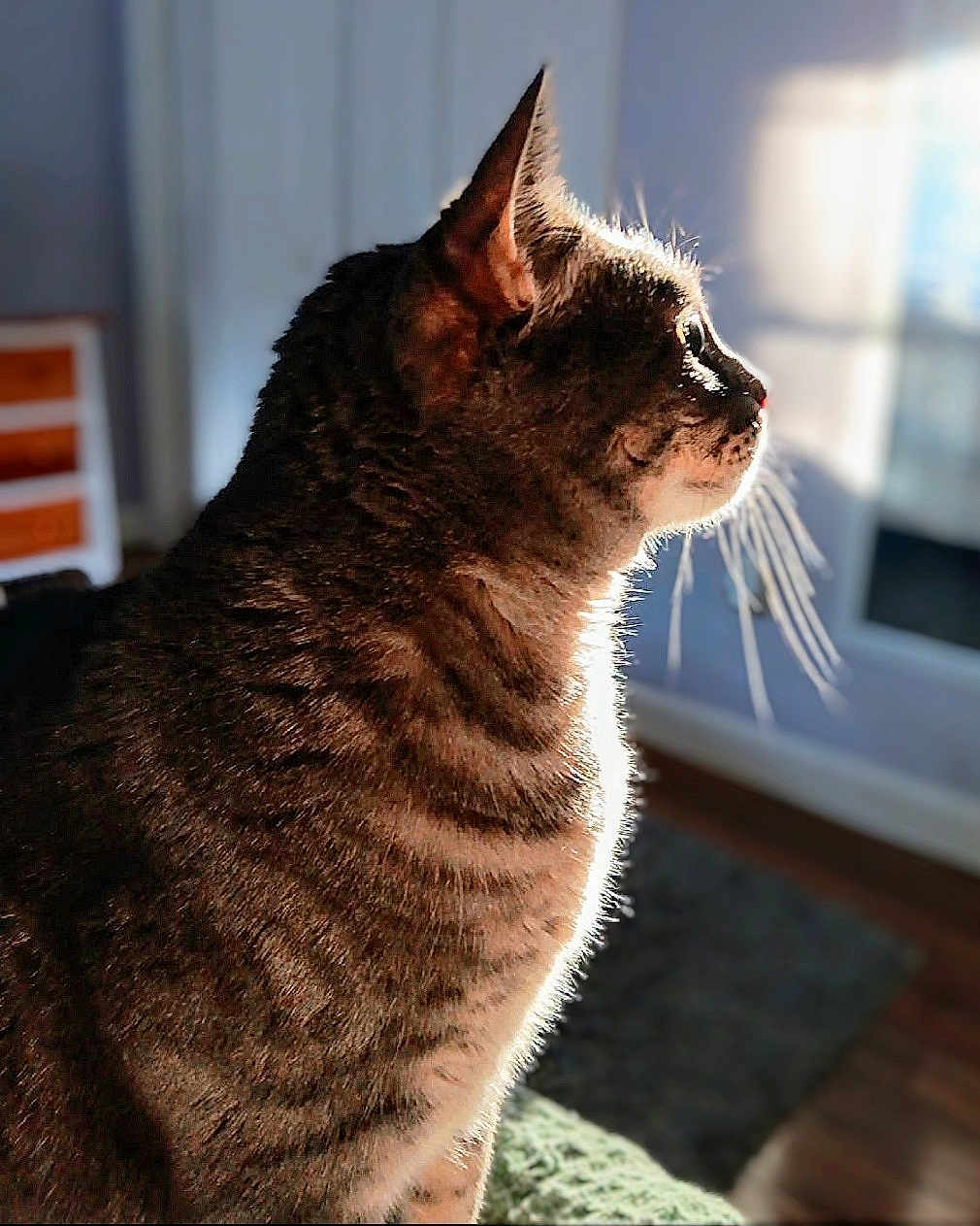 Zoey