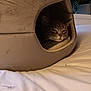 Zoey is registered to the contest to win money with this photo: animal, bed, blanket, cat, comfortable, cozy, cute, domestic, feline, fur, home, indoor, pet_cave, pillow, relaxed, resting, sleepy, soft, tabby, whiskers