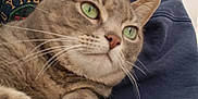 Zoey is registered to the contest to win money with this photo: animal, arms, blue_clothing, cat, close_up, comfort, companionship, cute, domestic_animal, feline, fur, green_eyes, indoor, paws, person, pet, relaxed, sweatshirt, tabby_cat, whiskers