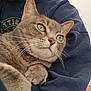 animal, arms, blue_clothing, cat, close_up, comfort, companionship, cute, domestic_animal, feline, fur, green_eyes, indoor, paws, person, pet, relaxed, sweatshirt, tabby_cat, whiskers