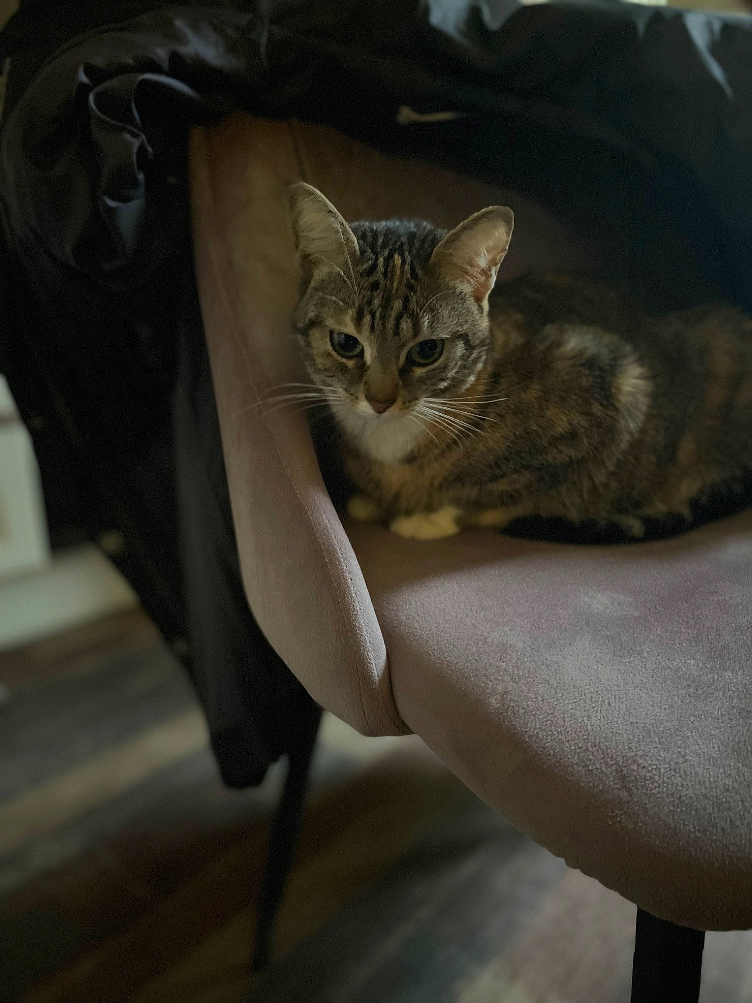 Chloé a rejoint le concours — aidez-le/la à gagner de superbes lots ! carnivore, cat, claw, comfort, domestic_short_haired_cat, fawn, felidae, fur, grey, paw, sitting, small_to_medium_sized_cats, snout, tail, terrestrial_animal, whiskers, wildlife