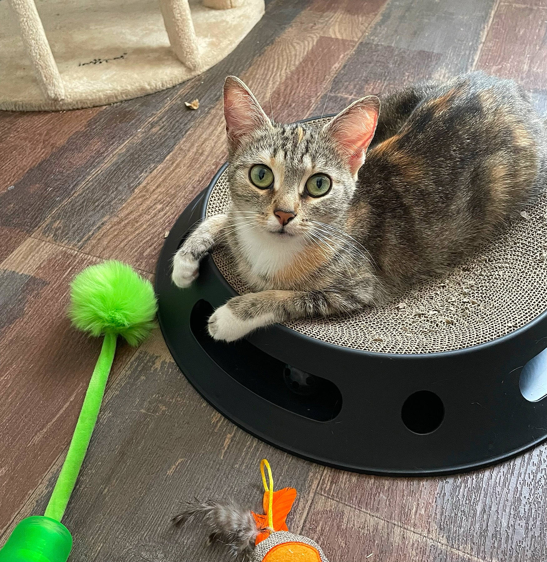 Chloé participe au concours pour gagner de l'argent avec cette photo : audio_equipment, carnivore, cat, cat_supply, drinkware, eye, fashion_accessory, felidae, flowerpot, fur, green, metal, paw, pet_supply, plant, serveware, small_to_medium_sized_cats, snout, tail, whiskers